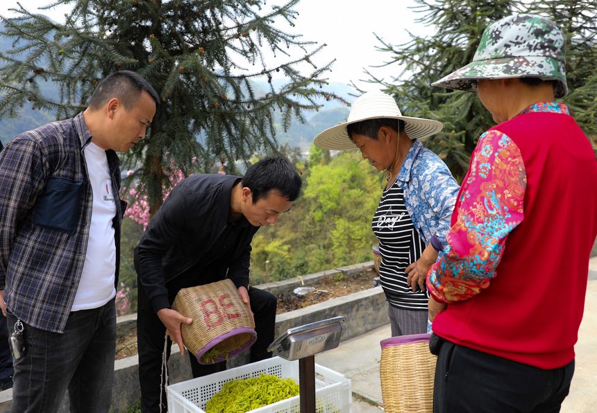 收茶。陳賢琴攝