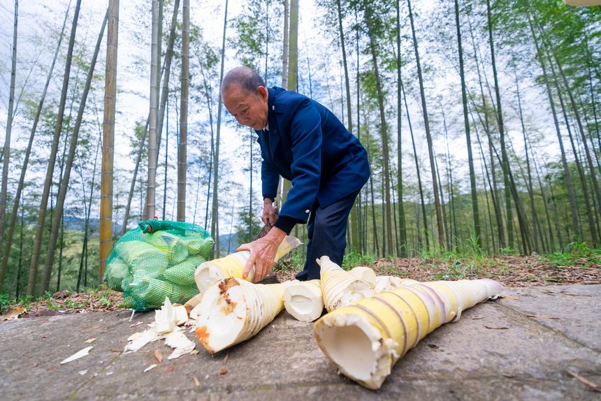 当地村民为游客整理挖好的春笋。人民网记者 涂敏摄