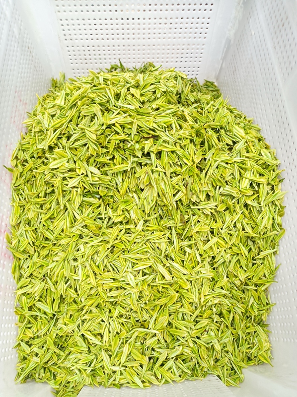 茶青。廖雪芳摄