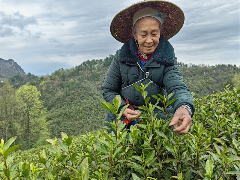 采茶。苏畅莉摄