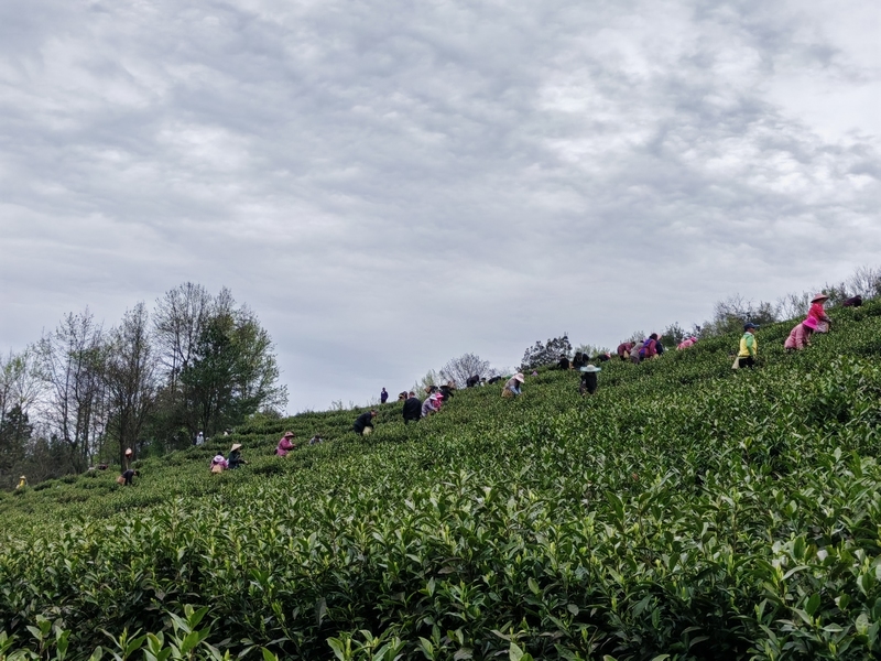 基地采茶。苏畅莉摄