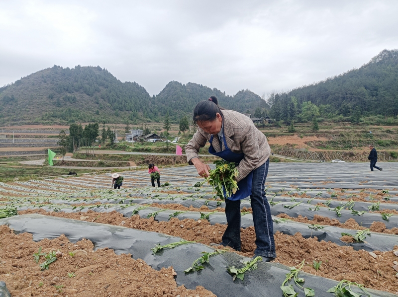 村民正忙着移栽红薯苗（廖雪芳 摄）