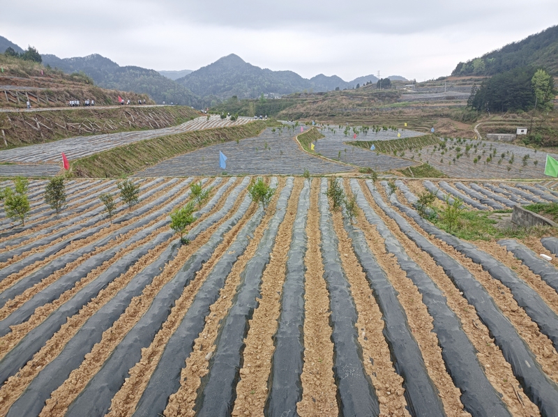 泡木寨村红薯种植基地（廖雪芳 摄）