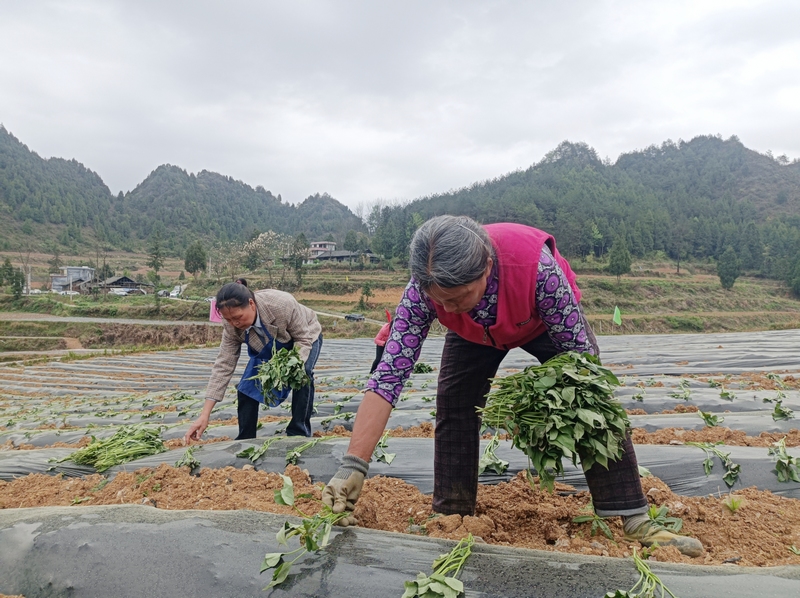 红薯苗移栽现场（廖雪芳 摄）