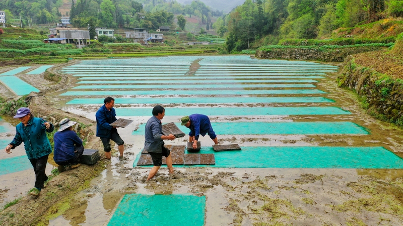 工人们正忙着添加秧盘、营养土、水稻种子