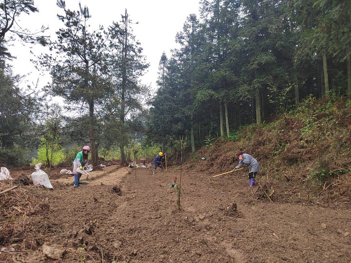 图为村民们正在林下种植中药材。