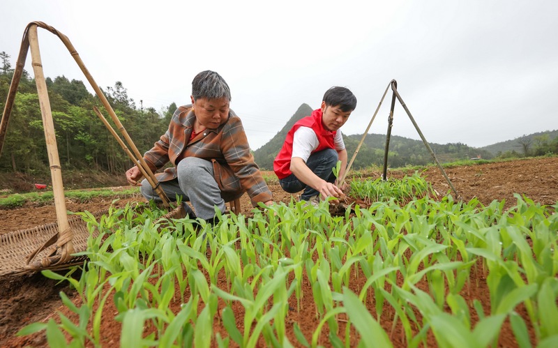 党员志愿者帮助农民移栽玉米苗。