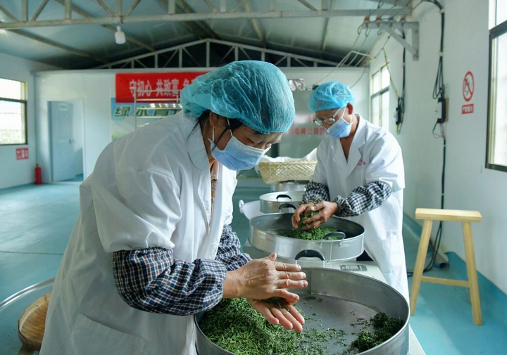 在安顺市普定县化处镇长峰村茶叶加工厂，制茶师傅正在对“朵贝茶”进行揉捻加工。（陈娟 摄）.jpg