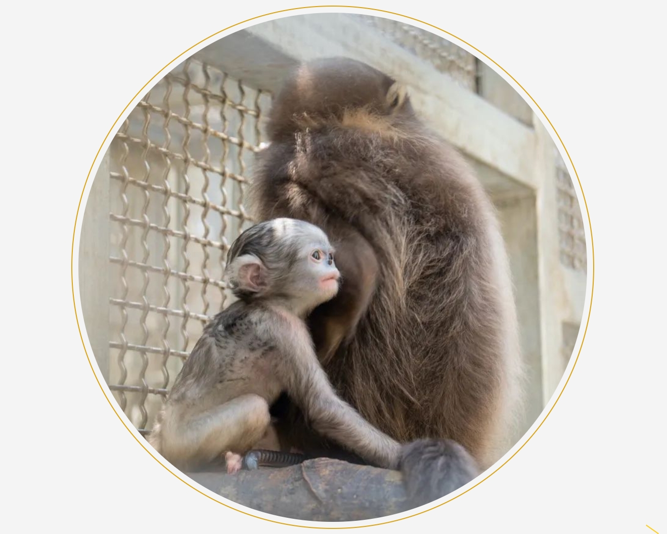 貴州梵淨山國家級自然保護區管理局野生動物救護中心的黔金絲猴“黔寶”一家。