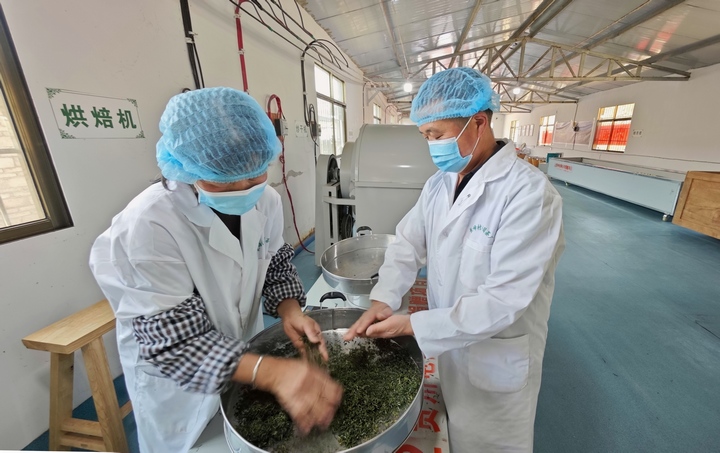 長峰村炒茶廠正在加工春茶。