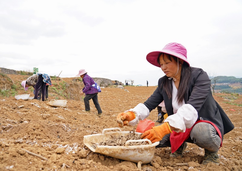 2024年4月8日,贵州省毕节市纳雍县玉龙坝镇平寨社区魔芋育种基地,村民在种植一代魔芋种。