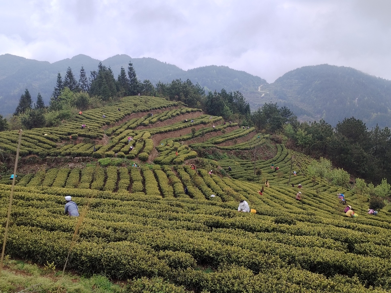 100多名工人，穿梭在茶樹叢中，忙著搶收今年的第一批黃金茶頭芽