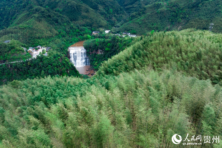 山间起伏的竹林与赤水大瀑布同框。人民网记者 涂敏摄