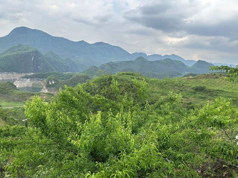 蜂糖李种植基地。