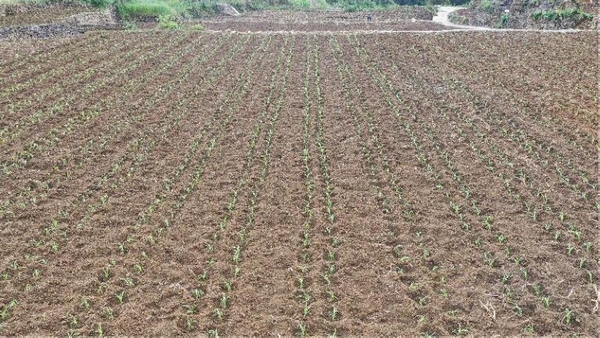 隆興鎮新光村高粱示范點移栽的高粱苗。
