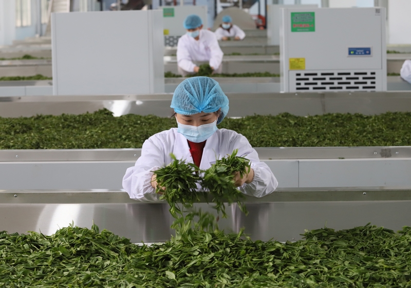 2024年4月10日，工人在印江山山谷茶企生產車間攤涼茶青，准備生產紅茶。