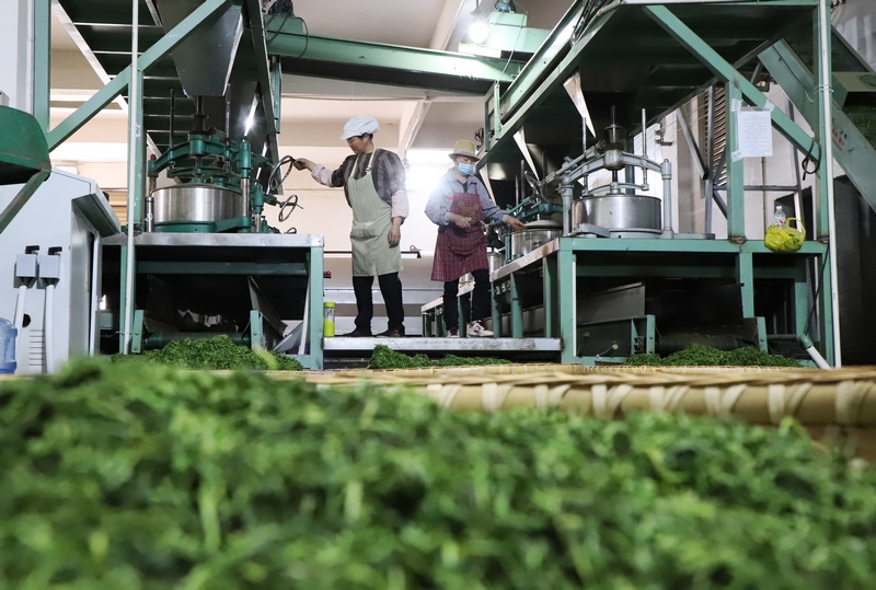 2024年4月9日，工人在印江宏源茶企生產車間加工綠茶。 