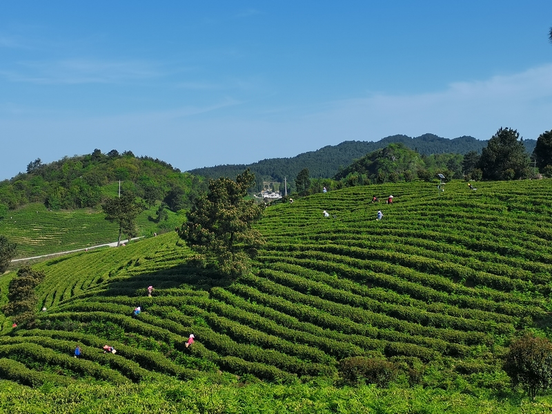 茶園第一批春茶採摘現場。