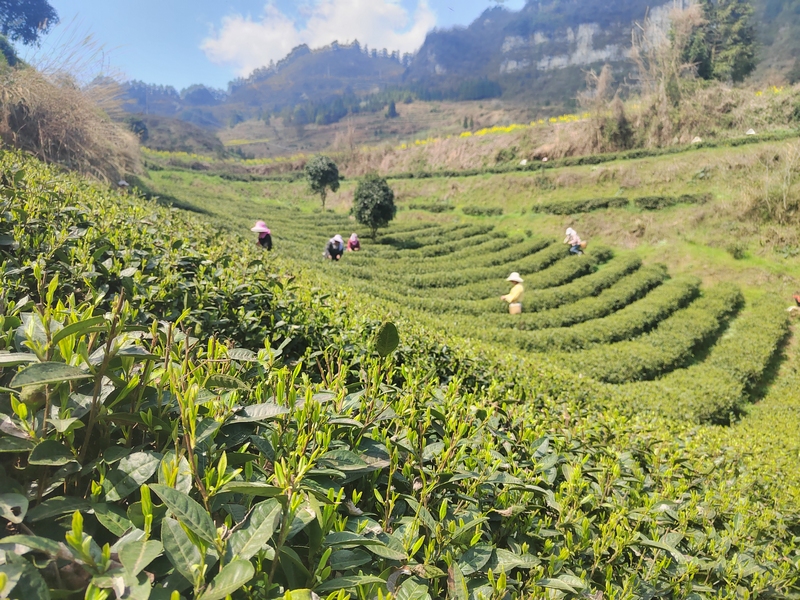 茶葉種植基地。