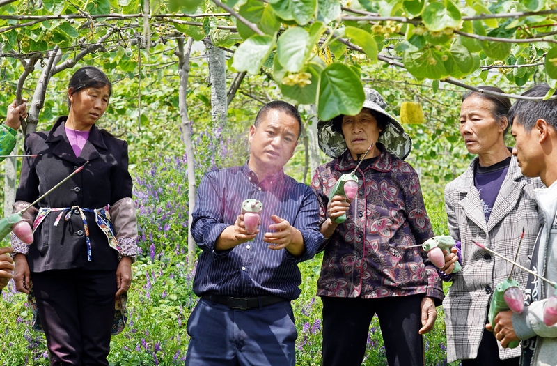 2024年4月10日，贵州省毕节市纳雍县玉龙坝镇武佐河红心猕猴桃种植基地，负责人刘玉贤在指导工人使用授粉枪。 杨英 摄