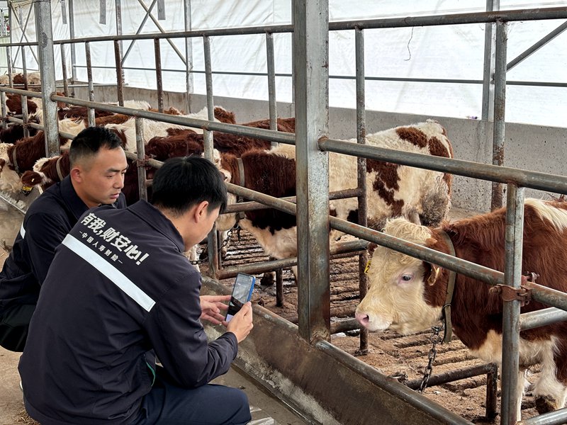 保險公司工作人員使用農險APP創建肉牛“身份証” 袁賽英 攝