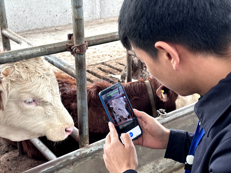 保險公司工作人員用手機掃描牛臉面部特征 袁賽英 攝