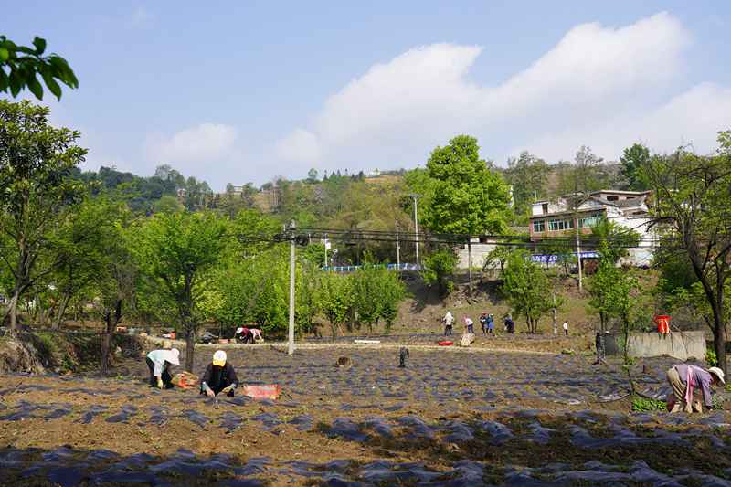 納雍縣沙包鎮安樂社區，群眾忙種薰衣草。 江嬋 攝
