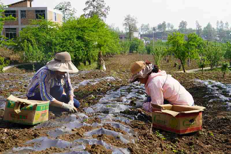 納雍縣沙包鎮安樂社區，群眾種植薰衣草。江嬋 攝