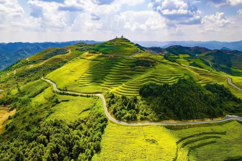 貴州御錦農業旅游公司茶基地
