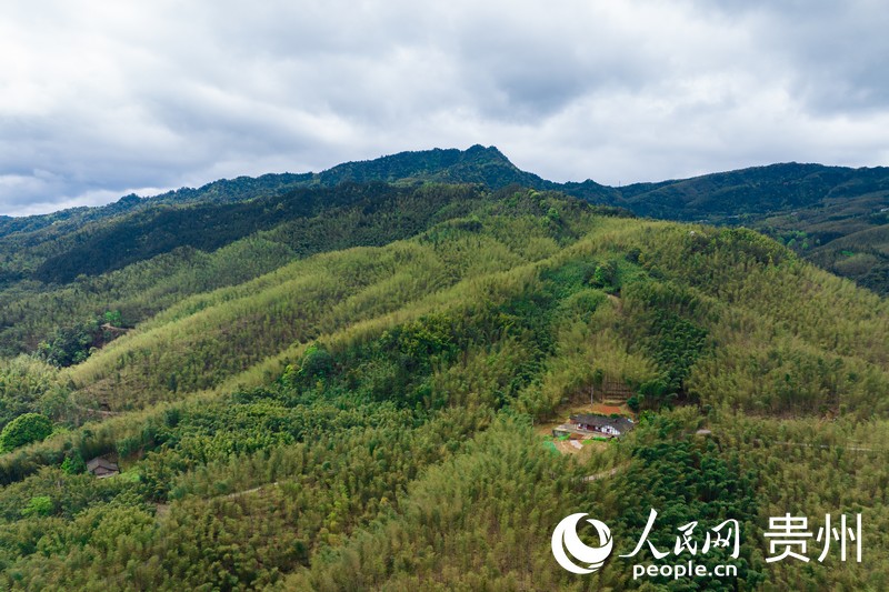 航拍贵州赤水市万亩竹海。人民网记者 涂敏摄