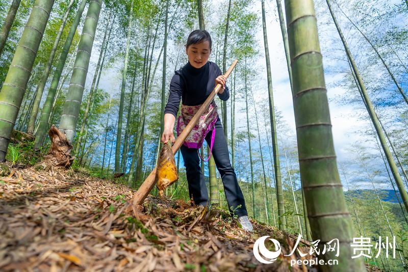 万亩竹海之内，游客体验挖春笋。人民网记者 涂敏摄