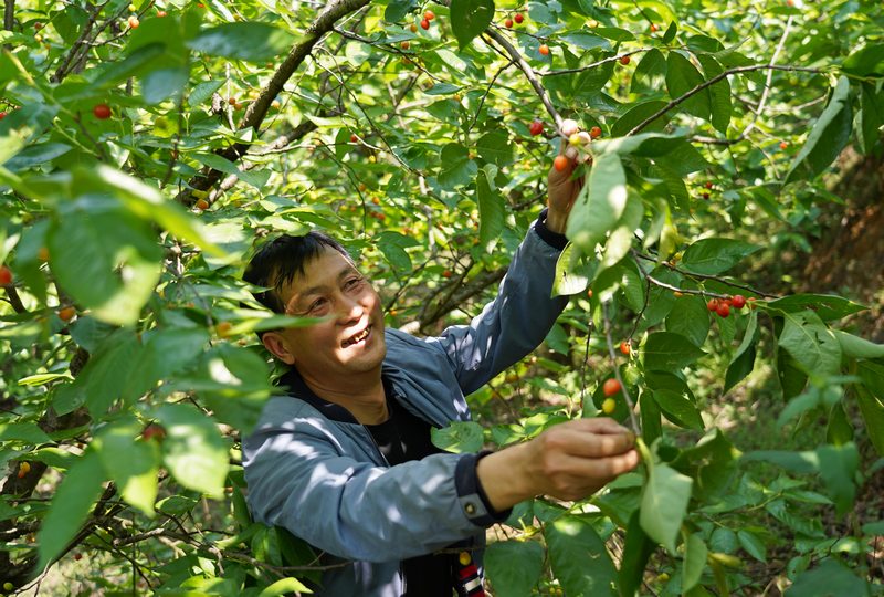 2024年4月15日，貴州省畢節市納雍縣化作鄉野雞落村，村民在採摘瑪瑙紅櫻桃。楊英攝