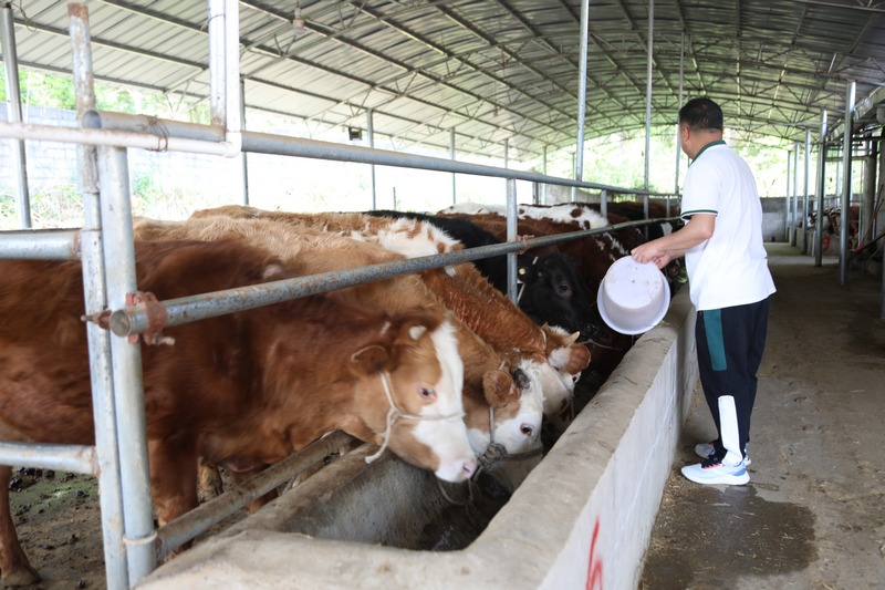 养殖场内工人正在饲养黄牛。