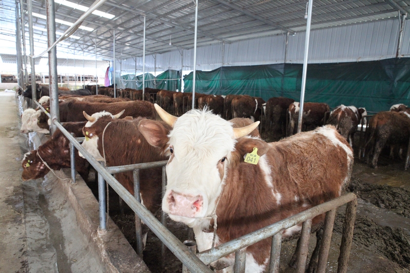 肉牛养殖场。