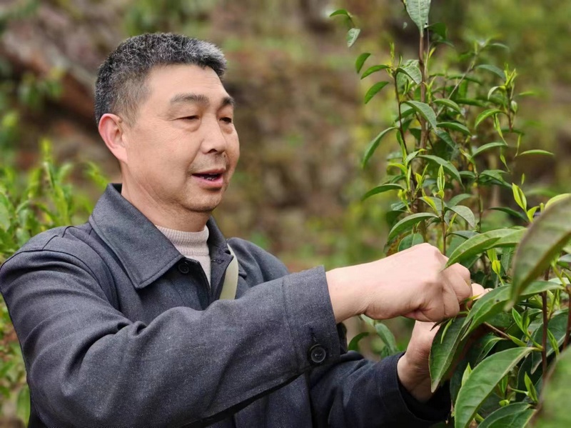 茶農採摘茶青。
