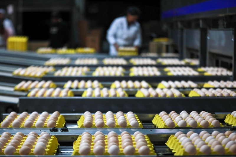 4月1日，工作人员在七星关区撒拉溪亚林养鸡场生产车间分拣鸡蛋。