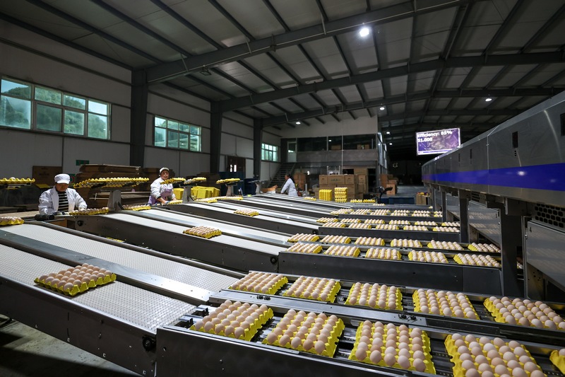 工作人員在七星關區撒拉溪亞林養雞場生產車間分揀雞蛋。
