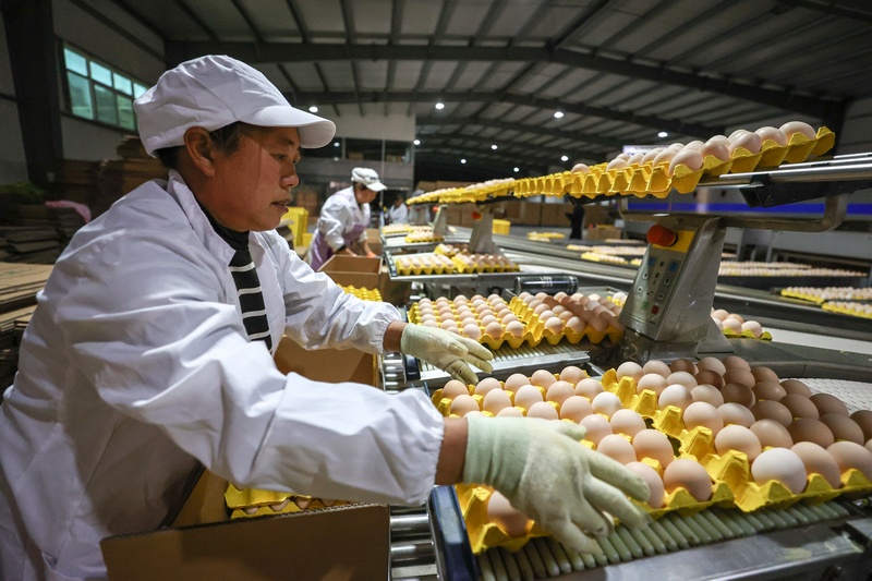 工作人員在七星關區撒拉溪亞林養雞場生產車間分揀雞蛋。