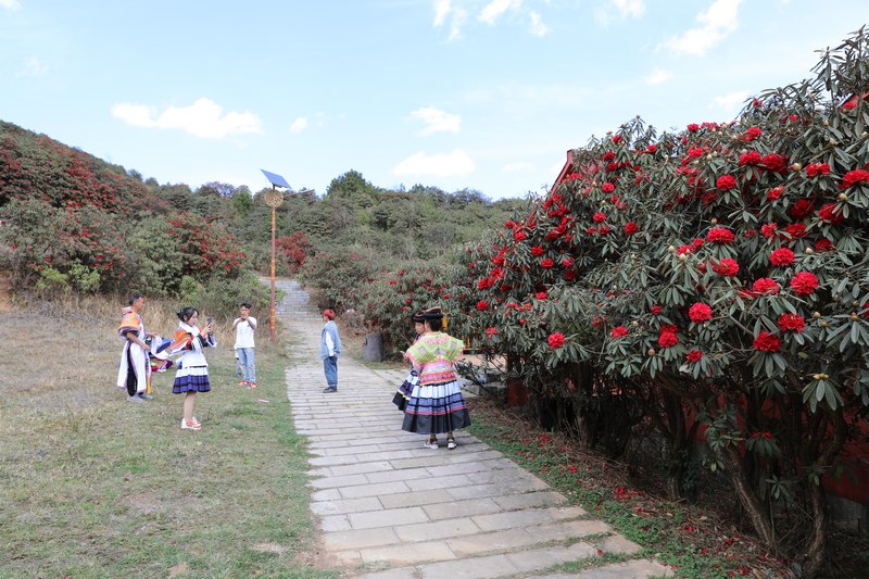 游客在赫章縣千年杜鵑花景區觀花拍照。謝永奇攝
