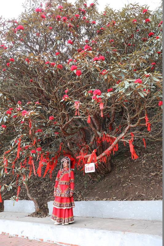 游客在赫章縣千年杜鵑花景區千年古杜鵑樹下許願。謝永奇攝