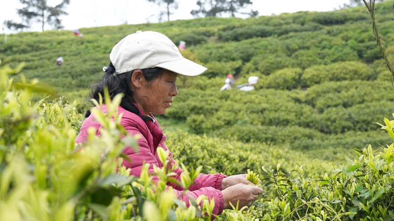 采茶工人正在采茶。