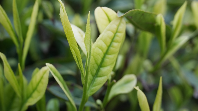 青杠壩鎮四野屯村茶園的白茶。