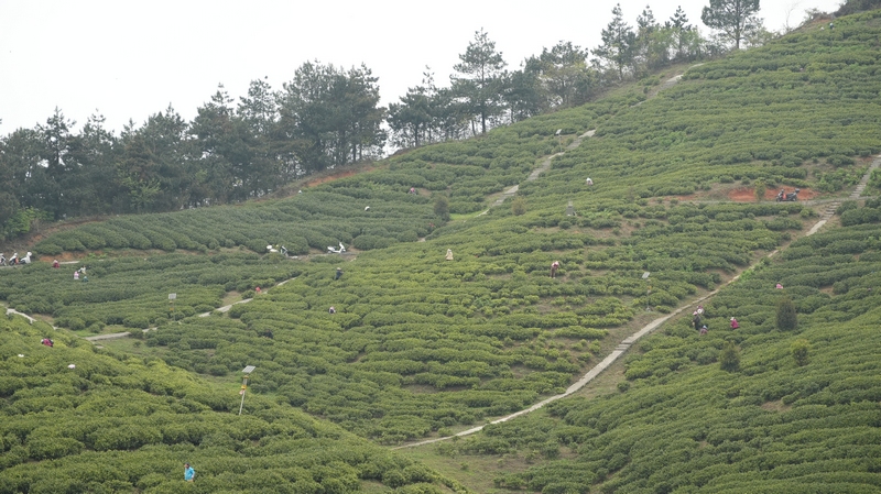 青杠坝镇四野屯村茶园。