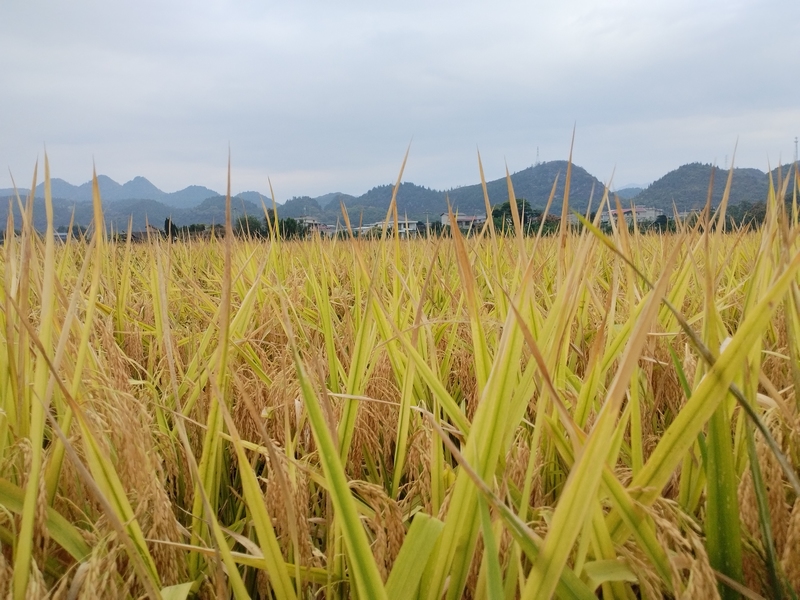 塘頭鎮水稻豐收季。阮進勇攝