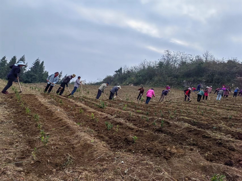 白沙村的群眾在幼齡茶園中套種高梁，實現生產勞動價值和土地資源利用率最大化。