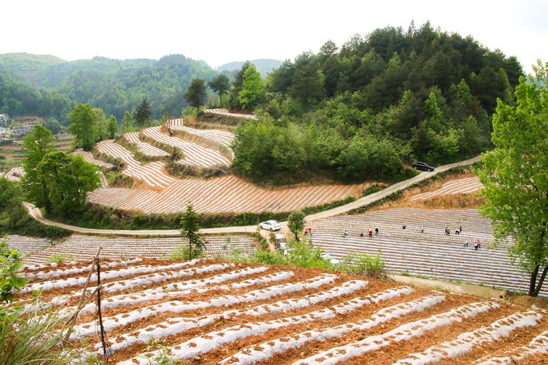 金龍村1+1辣椒種植基地。