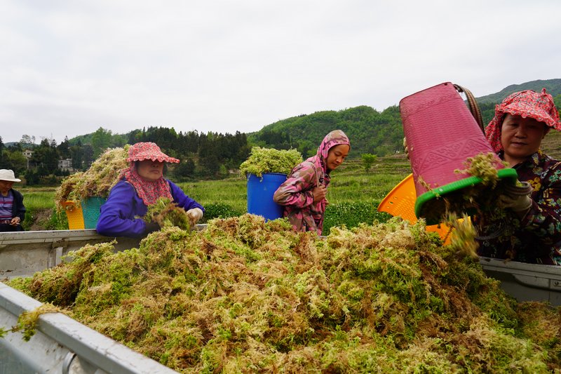 2024年4月22日，贵州省纳雍县张家湾镇白勒村200多亩海花丰收，村民将海花装车。高毅摄