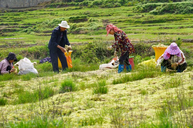 2024年4月22日，贵州省纳雍县张家湾镇白勒村200多亩海花丰收，村民正在田间地头抢收海花。高毅摄