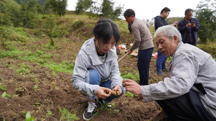 圖為貴州省植物園工程師在指導工人種植生姜。