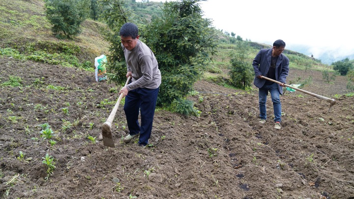 圖為村民正在香榧林下為生姜覆土。